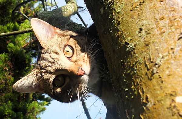  Lovely cat - now about eight months old. 