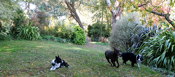  Escher trying to get the collies to play chasing. 