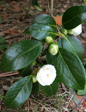  The breeder was annoyed by her recent divorce, so deliberately named this Camellia... 