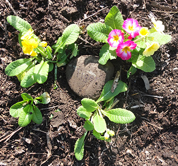  Tiger is buried in the new rose garden. 