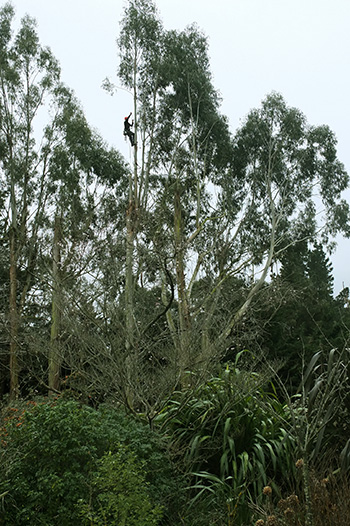  Climbing really high up a gum tree. 