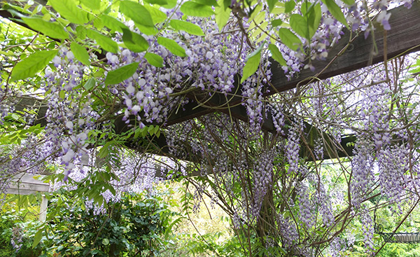  On the pergola. 