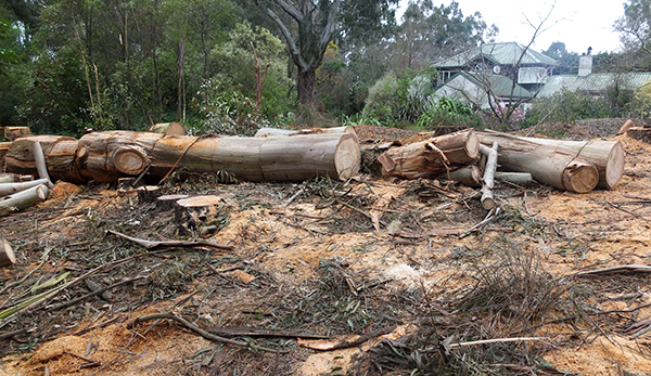  NGP sawed these logs up this morning. 