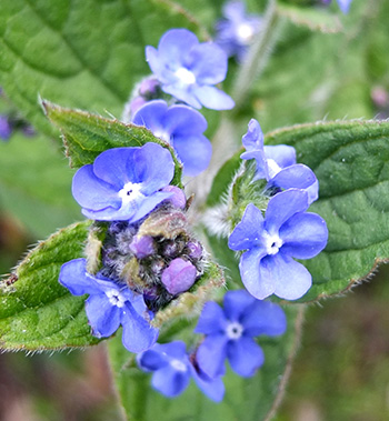  A weedy forget-me-not that the bees love. 