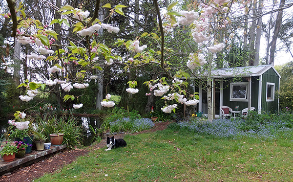  The last of the flowering cherries. 