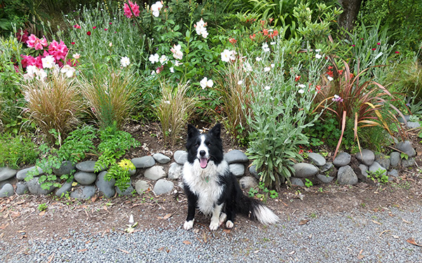  Sally Holmes roses and late flowering rhododendron in the background. 