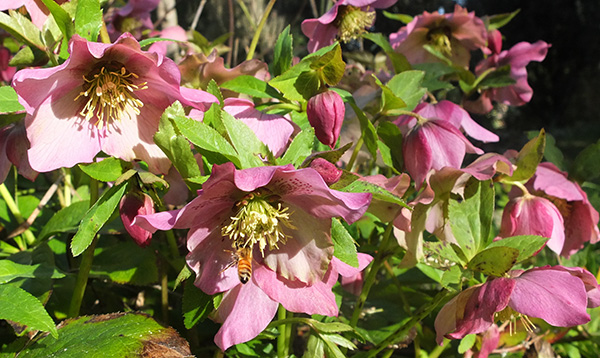  Pretty winter roses! 