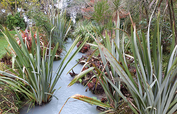  Phormium tenax mainly. 