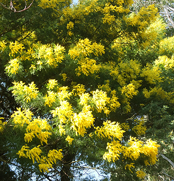  Acacia tree. 