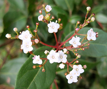  Viburnum tinus. 