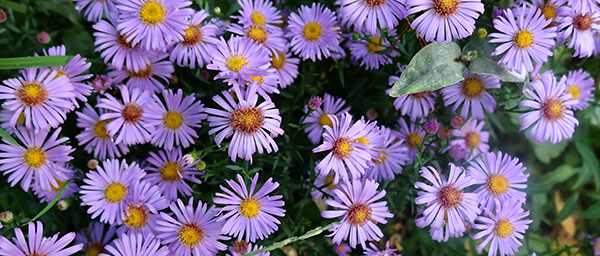 A truly autumn perennial. A truly autumn perennial.