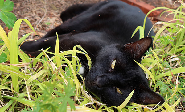  Snoozing in the Herb Spiral. 