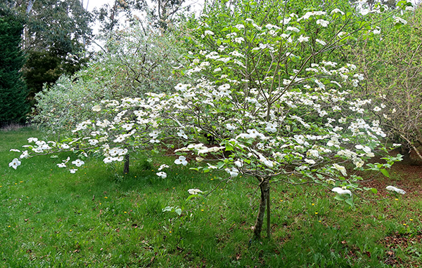  The bracts start off quite greenish, then get larger and turn white. 