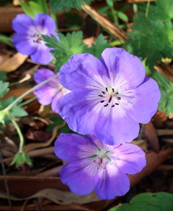  Flowering near the house. 