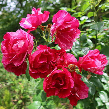  A wonderful tall striped rose. 