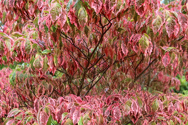  One of the Cherokee hybrids. 