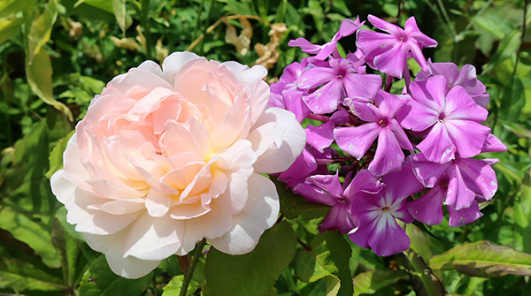  In the newly weeded garden. 