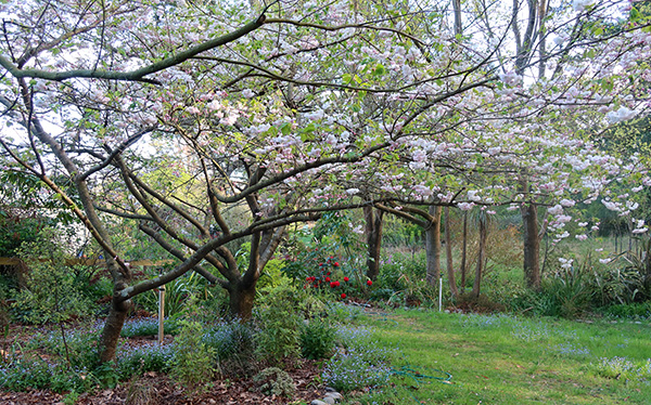  Late flowering. 