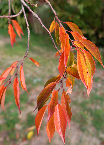  The earliest flowering cherry tree to have blossom. 