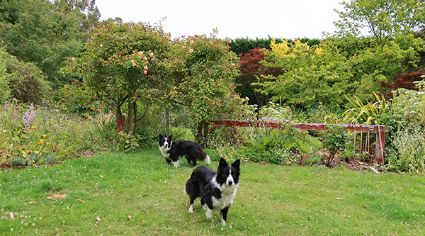  The dogs are waiting to do something. 