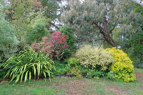  Front shrubs are a Phormium, Corokia, and an Escallonia 