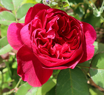  An easy David Austin rose to grow, and not floppy like some others! 