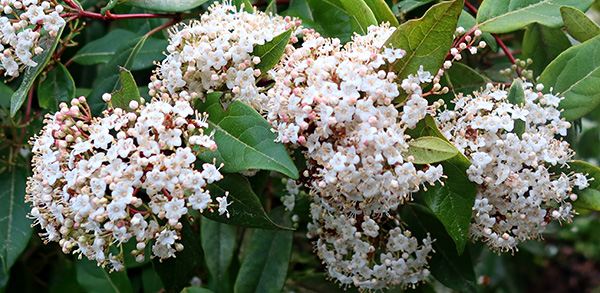  Very susceptible to a silver-leaf condition. But flowers in winter, great for the early bees... 