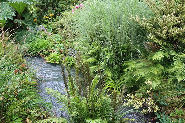  Ferns, grasses, and giant Gunnera leaves. 