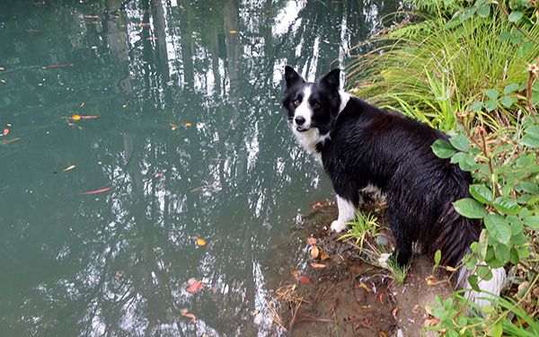  Throw the stick! 