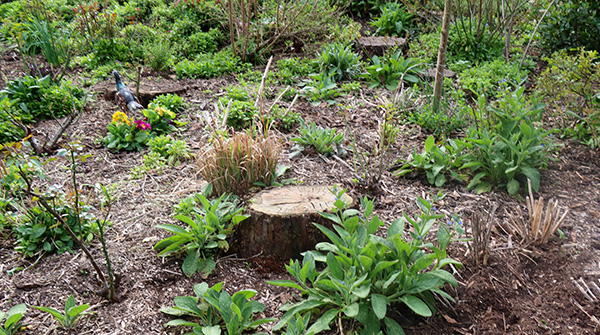  The Polyanthus plants mark the resting place of Tiger the Tortoiseshell cat. 