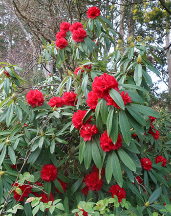  An early flowering New Zealand hybrid. 