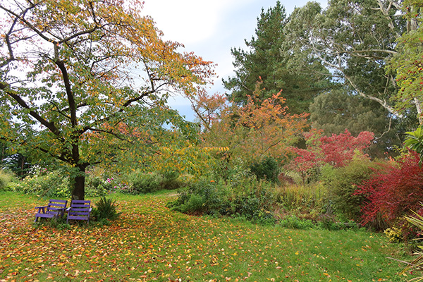  Wonderful autumn colours in the Island Bed shrubs and trees. 