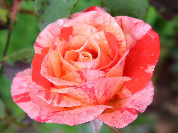  A very beautiful striped rose. 