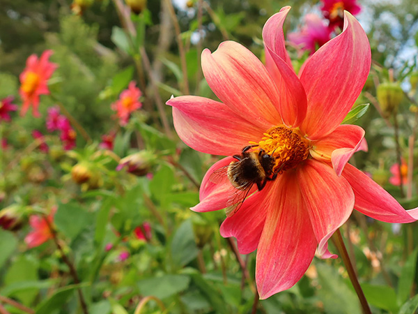  Beautiful bee! 