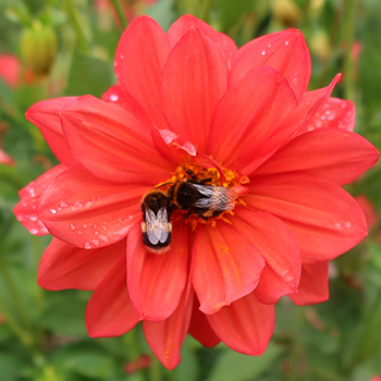  Two bumble bees on a dahlia. 