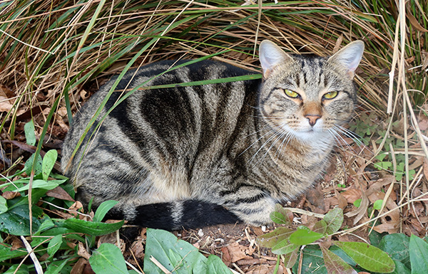  Lurking beneath an ornamental grass, watching the birdies. 