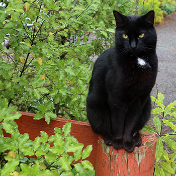  She spies on me in the garden. 