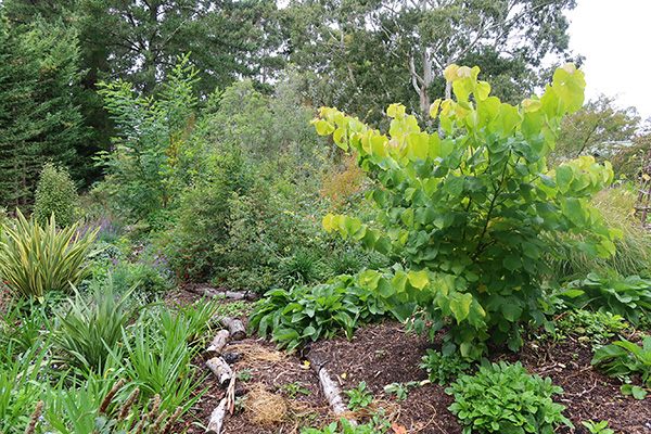  Agapanthus on the left. 