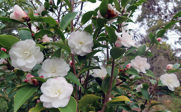  Tall shrub, small flowers. 