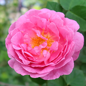  A David Austin, once flowering. 