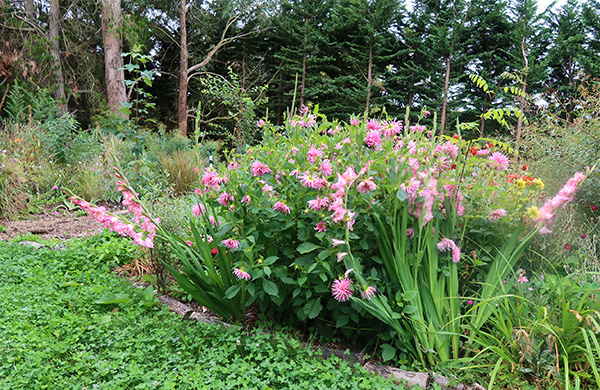  Gladioli and Dahlias. 