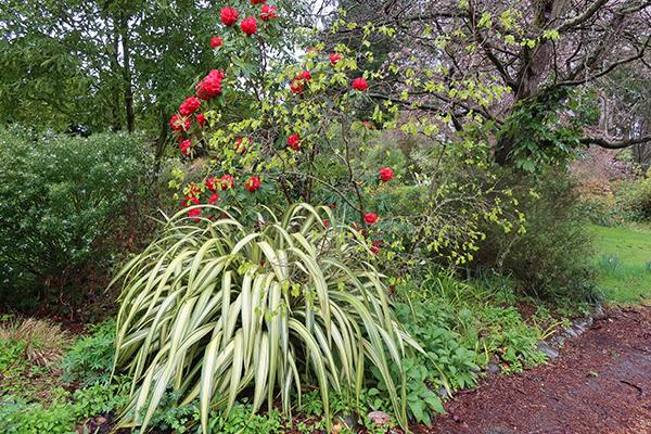  The rhododendron is Cornubia. 