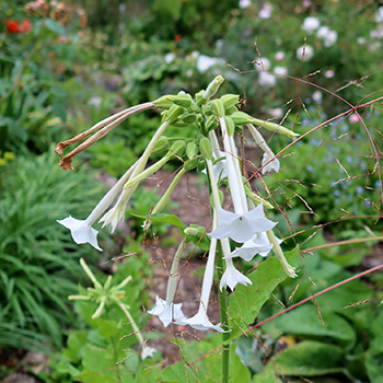  A tall Nicotiana. 