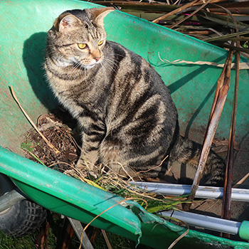  He has been helping me in the garden. 