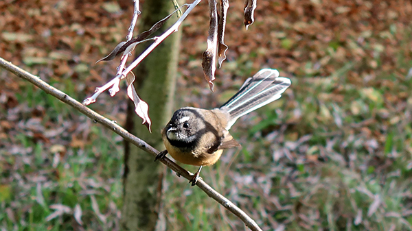  Beautiful bird. 