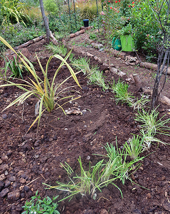  In the Hump Garden. 