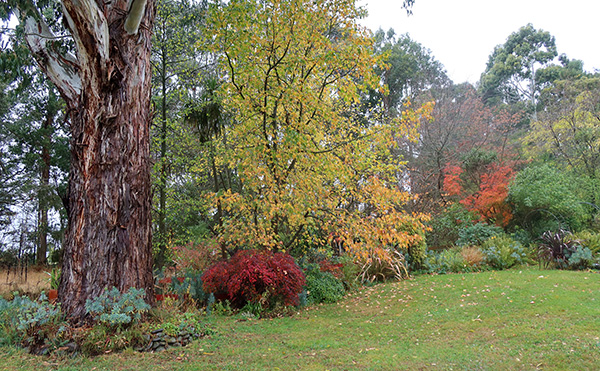  The big gum trunk to the left, a Maple to the right in the distance. 