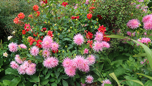  The pink ones are hopeless for the bees. 