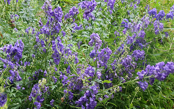  Autumn flowers - I think they are poisonous. 