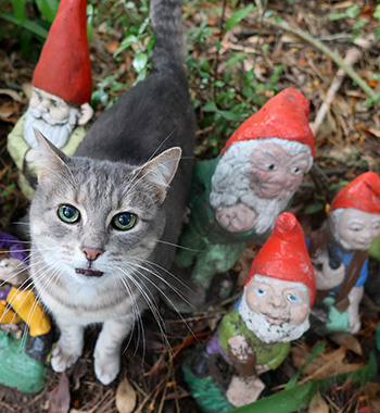  My little grey cottage cat. 